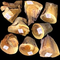 Shwe Sandalwood_ဩစတေးလျ တောင်နံကတိုး