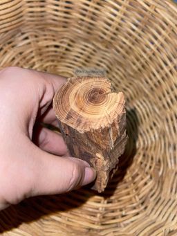 Shwe Sandalwood_ဩစတေးလျ တောင်နံကတိုး