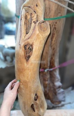 Shwe Sandalwood_ဩစတေးလျ တောင်နံကတိုး