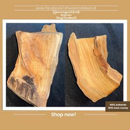 Shwe Sandalwood_ဩစတေးလျ တောင်နံကတိုး