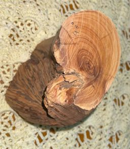 Shwe Sandalwood_ဩစတေးလျ တောင်နံကတိုး