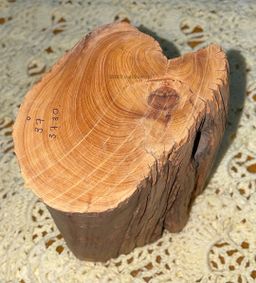 Shwe Sandalwood_ဩစတေးလျ တောင်နံကတိုး