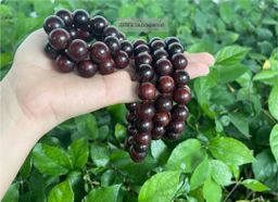 Shwe Sandalwood_နံ့သာလက်ပတ် Collection #