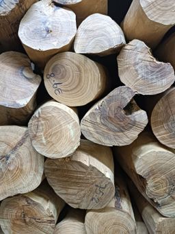 Shwe Nathar_သြစတေးလျ တောင်နံကတိုး