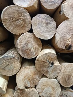 Shwe Nathar_သြစတေးလျ တောင်နံကတိုး