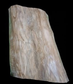 Shwe Nathar_အိန္ဒိယ နံ့သာဖြူ