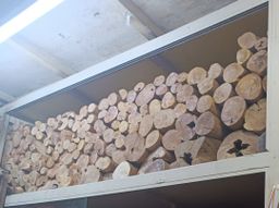 Shwe Nathar_အိန္ဒိယ နံ့သာဖြူ