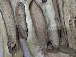 Shwe Nathar_သြစတေးလျ တောင်နံကတိုး