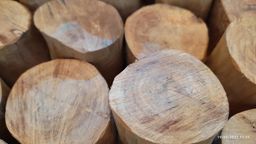 Shwe Nathar_အိန္ဒိယ နံ့သာဖြူ