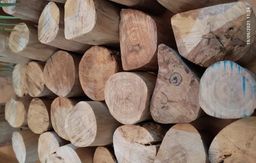 Shwe Nathar_အိန္ဒိယ နံ့သာဖြူ