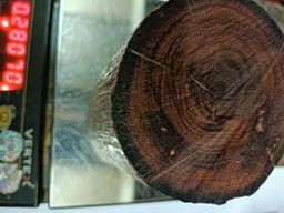 Shwe Nathar_အိန္ဒိယ နံ့သာနီ 