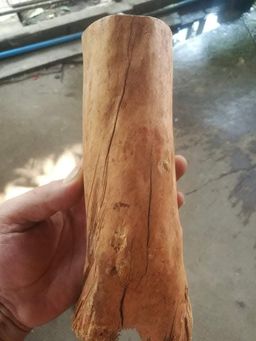 Shwe Nathar_သြစတေးလျ တောင်နံကတိုး