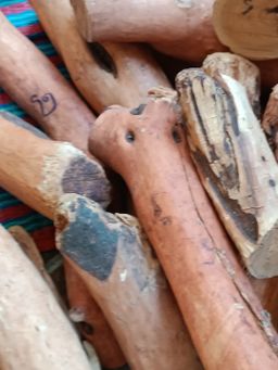 Shwe Nathar_သြစတေးလျ တောင်နံကတိုး