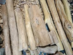 Shwe Nathar_အိန္ဒိယ နံ့သာဖြူ