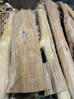 Shwe Nathar_အိန္ဒိယ နံ့သာဖြူ