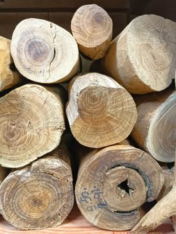 Shwe Nathar_သြစတေးလျ တောင်နံကတိုး