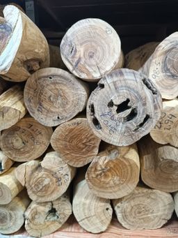 Shwe Nathar_သြစတေးလျ တောင်နံကတိုး