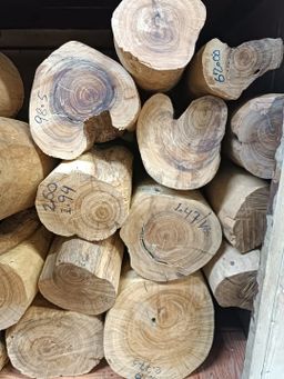 Shwe Nathar_သြစတေးလျ တောင်နံကတိုး