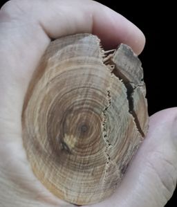 Shwe Nathar_သြစတေးလျ တောင်နံကတိုး