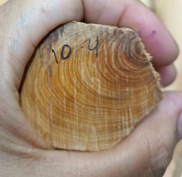 Shwe Nathar_သြစတေးလျ တောင်နံကတိုး