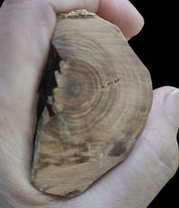 Shwe Nathar_သြစတေးလျ တောင်နံကတိုး