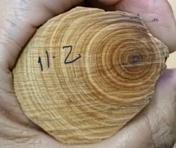 Shwe Nathar_သြစတေးလျ တောင်နံကတိုး