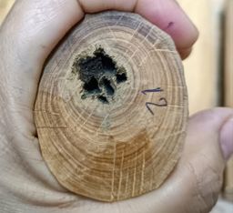 Shwe Nathar_သြစတေးလျ တောင်နံကတိုး