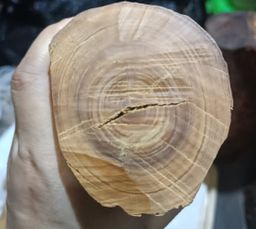 Shwe Nathar_သြစတေးလျ တောင်နံကတိုး