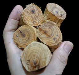 Shwe Nathar_သြစတေးလျ တောင်နံကတိုး