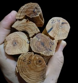 Shwe Nathar_သြစတေးလျ တောင်နံကတိုး