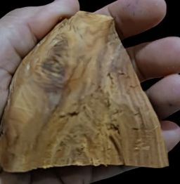 Shwe Nathar_သြစတေးလျ တောင်နံကတိုး