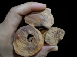 Shwe Nathar_သြစတေးလျ တောင်နံကတိုး