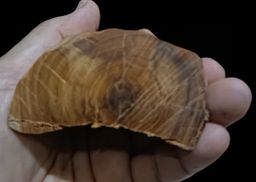 Shwe Nathar_သြစတေးလျ တောင်နံကတိုး