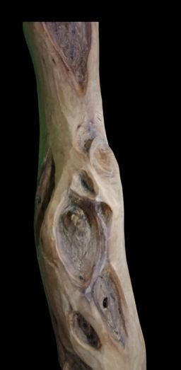 Shwe Nathar_သြစတေးလျ တောင်နံကတိုး