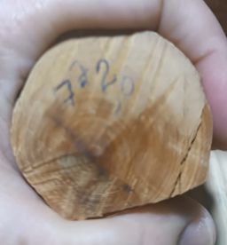 Shwe Nathar_သြစတေးလျ တောင်နံကတိုး