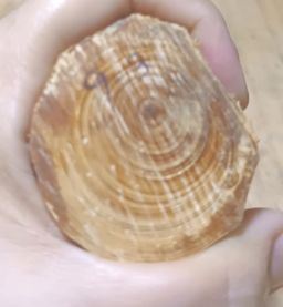 Shwe Nathar_သြစတေးလျ တောင်နံကတိုး