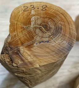 Shwe Nathar_သြစတေးလျ တောင်နံကတိုး