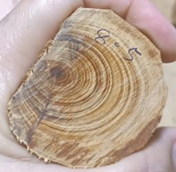 Shwe Nathar_သြစတေးလျ တောင်နံကတိုး