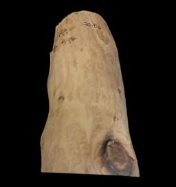 Shwe Nathar_သြစတေးလျ တောင်နံကတိုး