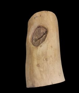 Shwe Nathar_သြစတေးလျ တောင်နံကတိုး