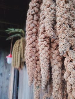 ခေါနုစုမ်_ချင်းရိုးရာ ဆပ်ဝါဆန်