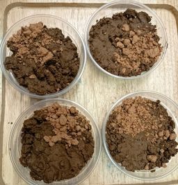 Shwe Nathar_နံ့သာအနှစ် Collection  