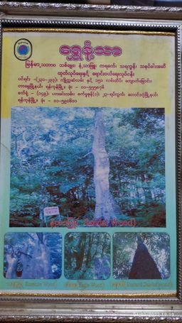 Shwe Nathar_နံ့သာကိုးပါး Collection 