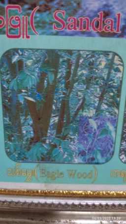 Shwe Nathar_နံ့သာကိုးပါး Collection 