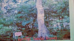 Shwe Nathar_နံ့သာကိုးပါး Collection 