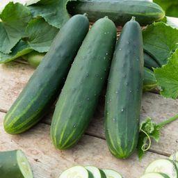 Concombre ordinaire - 250g