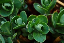 Hemelsleutel - Orpine