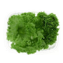 Lollo Bionda Holland