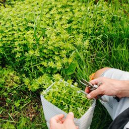 Lieve vrouwe bedstro / Sweet woodruff