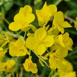Mosterd,Raapzaad bloem / Mustard, Rapeseed flower